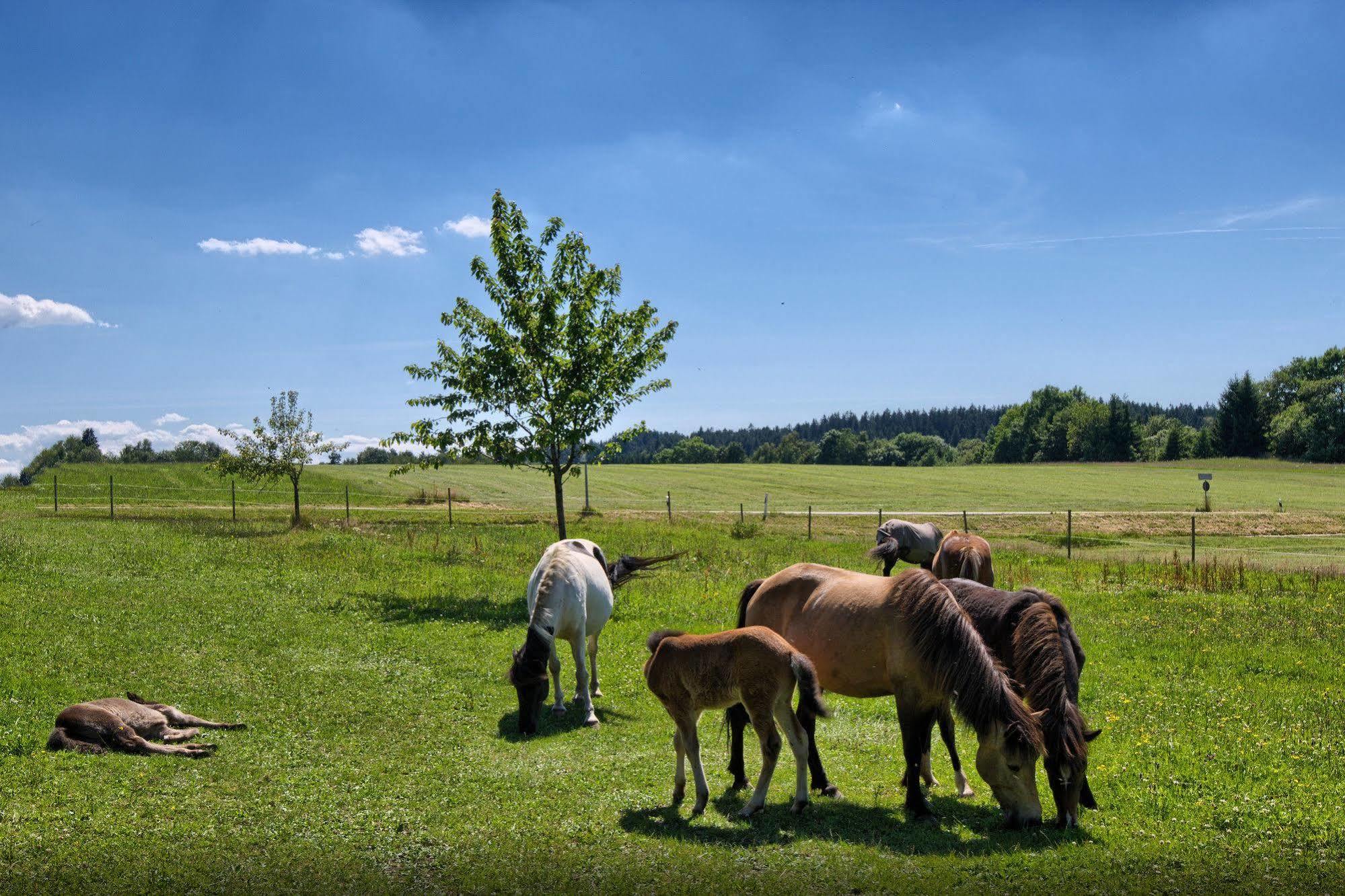 Landgasthof Zum Schwanen Hornberg Bagian luar foto